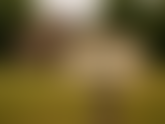 Navigating Challenges and Triumphs as a New Quail Breeder in a Close-Knit Community