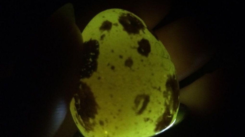 Glowing Egg