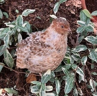 Thumbnail: Jumbo Red Pansy Hatching Eggs (1-3 Weeks Ship)