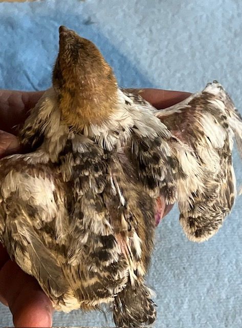 Thumbnail: Jumbo Progressive Pied Collection Hatching Eggs (2-3 week ship time)