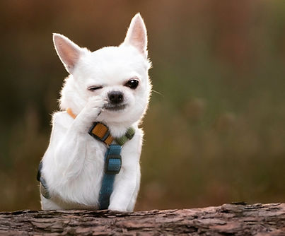 Funny_Dog_H.jpg_crop=16_9&width=960&enable=upscale&quality=100.jpg