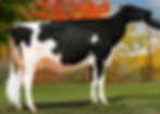 Smygwatys Lambda Erica, EX-92
