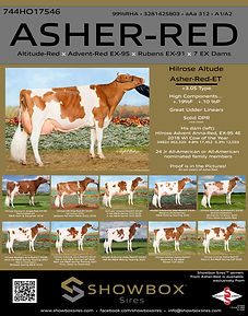 Asher-Red