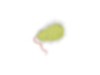 1) Planktonic