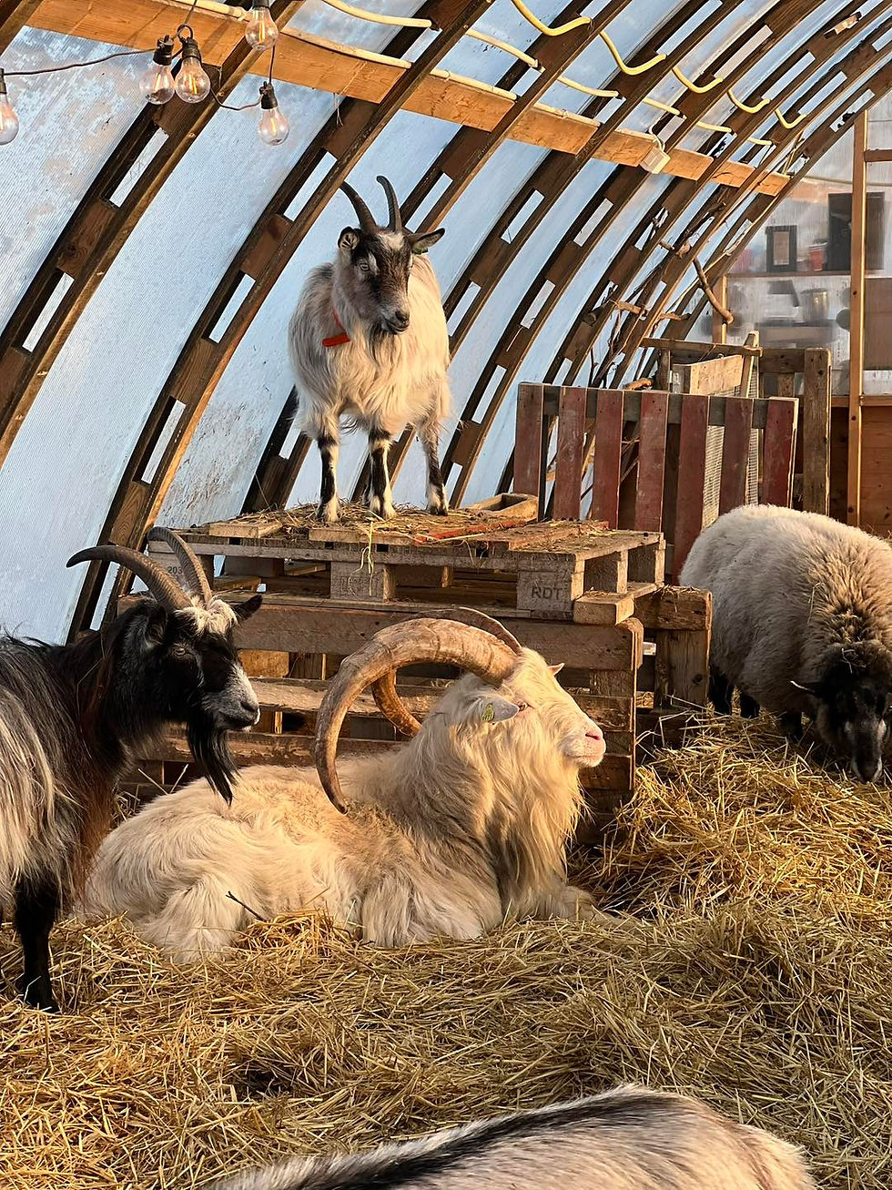 Åpen gård - høsten 2025