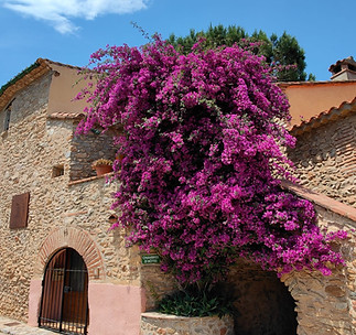 bougainvillier-fleurs-chambre-d'hôtes-gîte-de-france-4-épis-pyrénées-orientales-66-occitanie