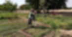 Le jardin des femmes