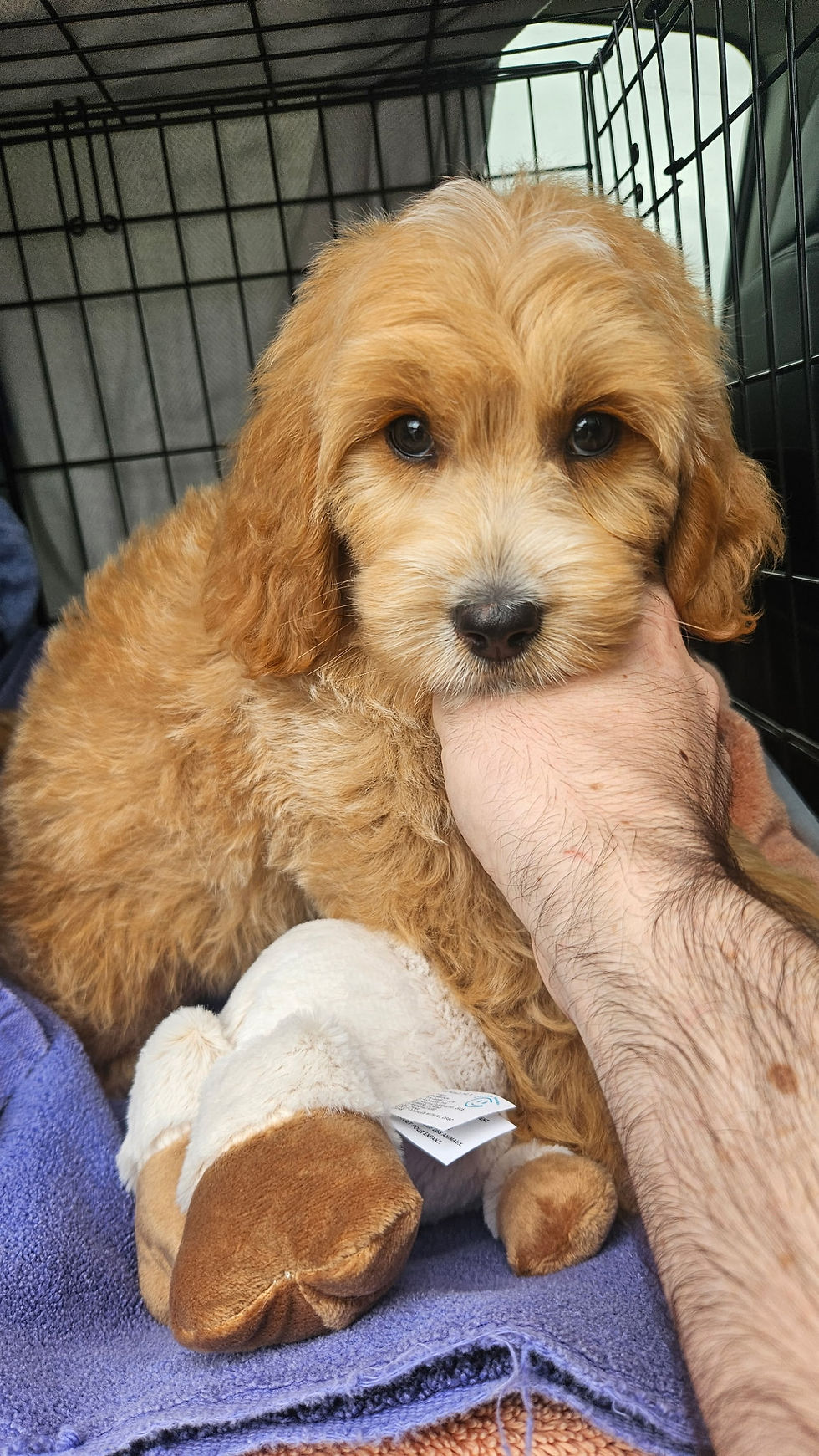 New THRIVE lab member!