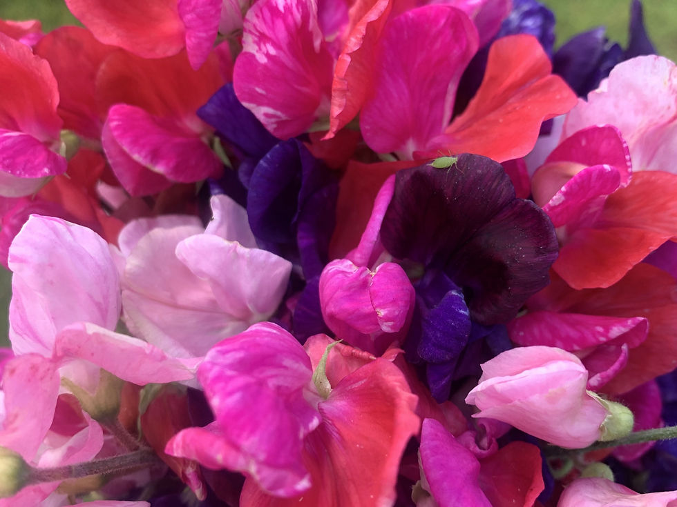 B6D7E53D-3BCD-4E45-A39E-813129AEC0D0_edi