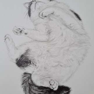 Fallen #2 - Amy Wheeler Harris - a graphite drawing of a long-haired cat suspended in gravity.