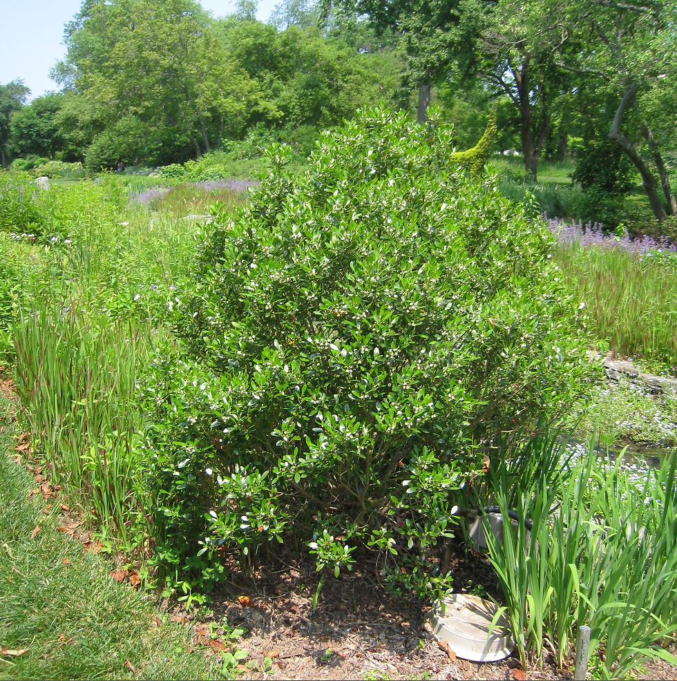 Thumbnail: Ilex glabra, Inkberry