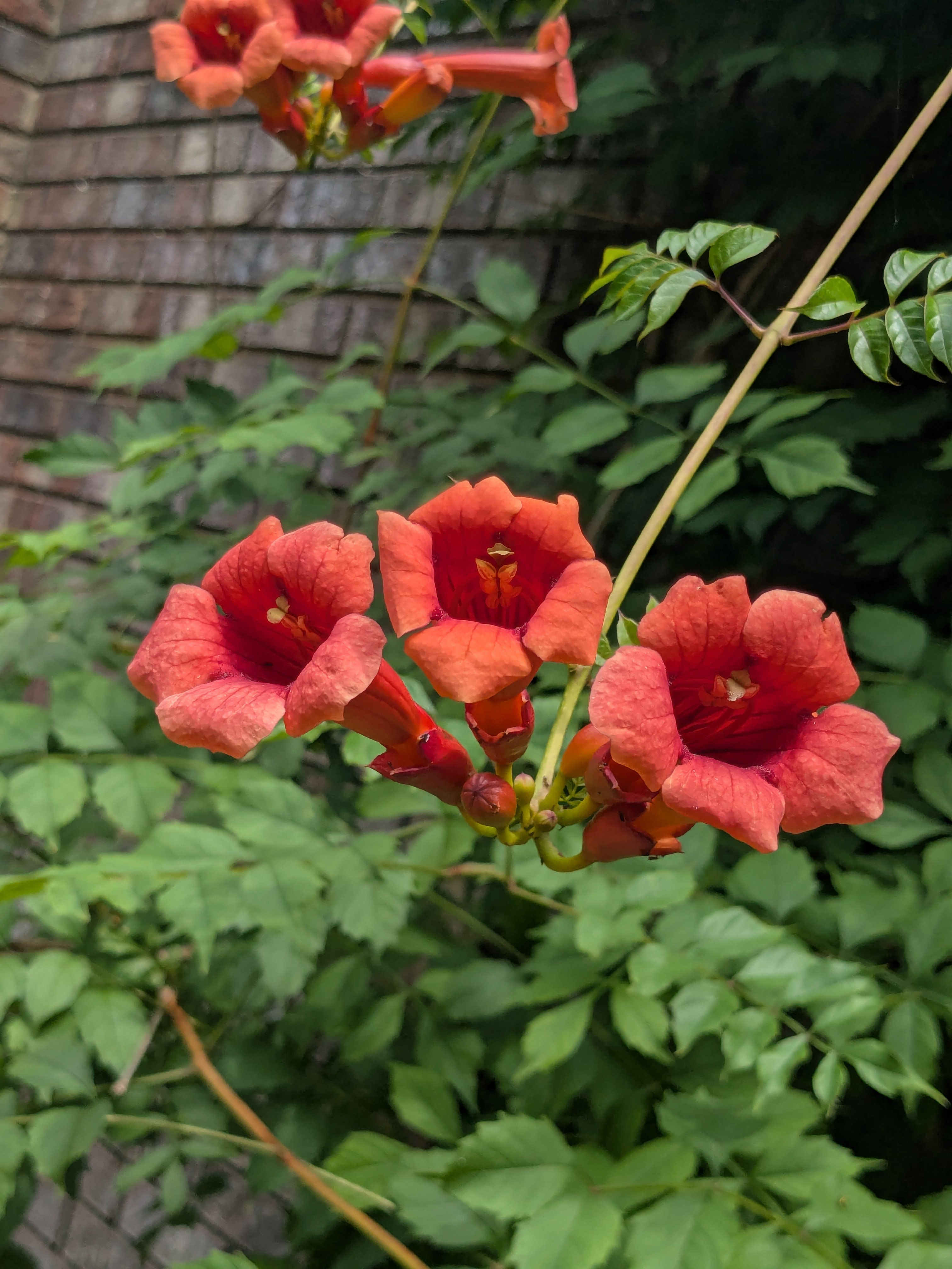 Campsis radicans, Trumpet Creeper