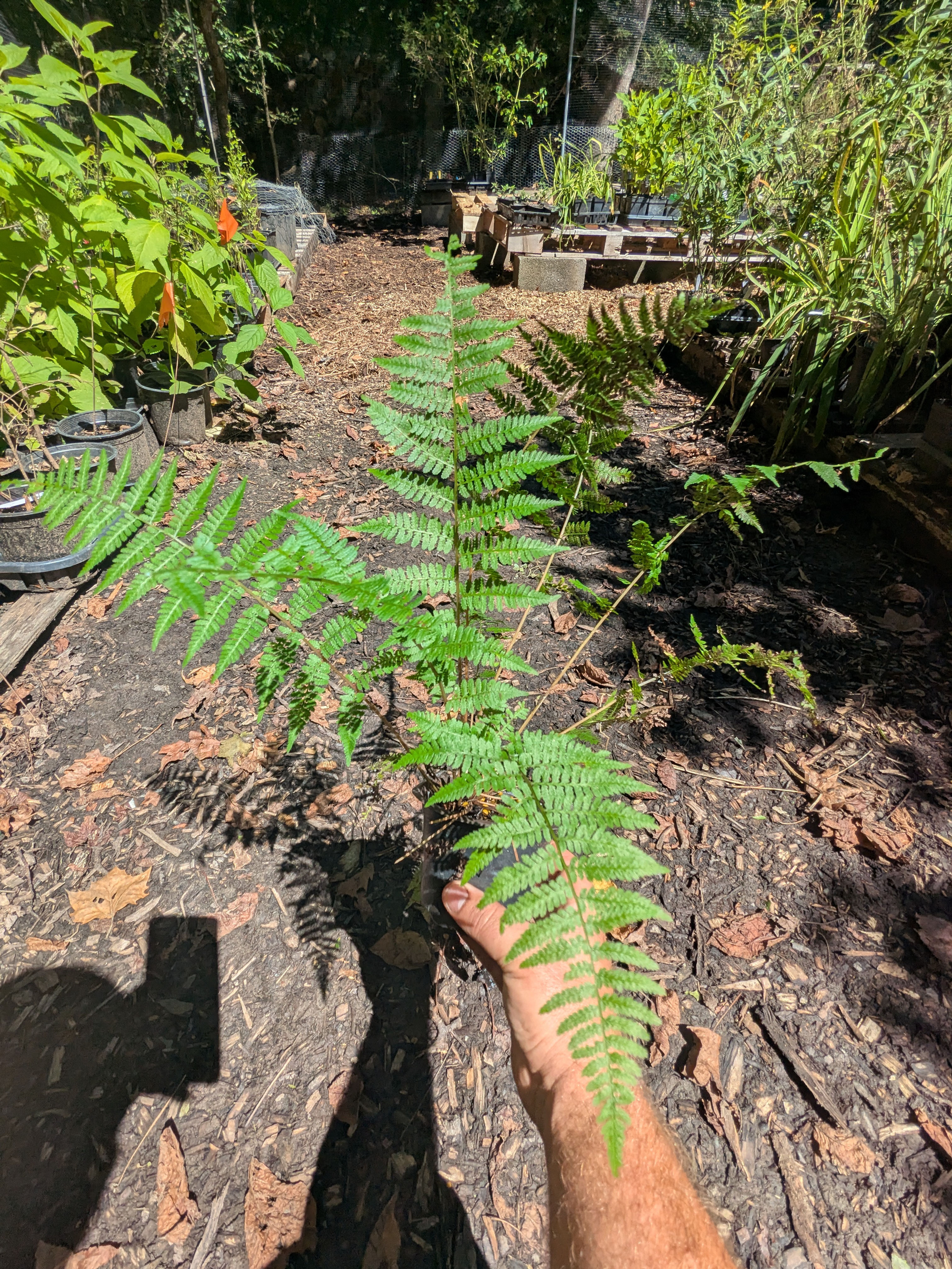 Athyrium asplenioides, Southern Lady Fern