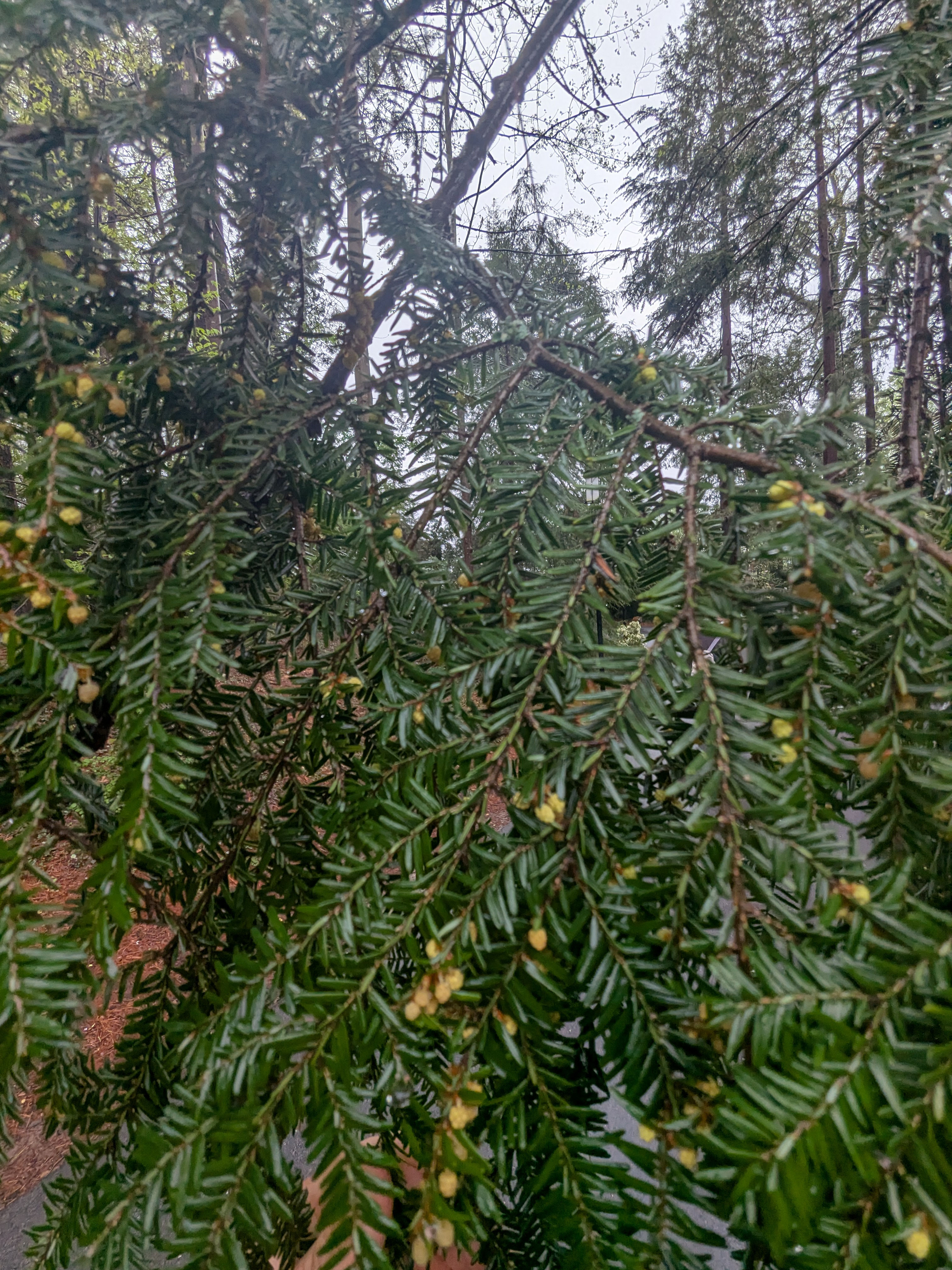 Tsuga canadensis, Eastern Hemlock