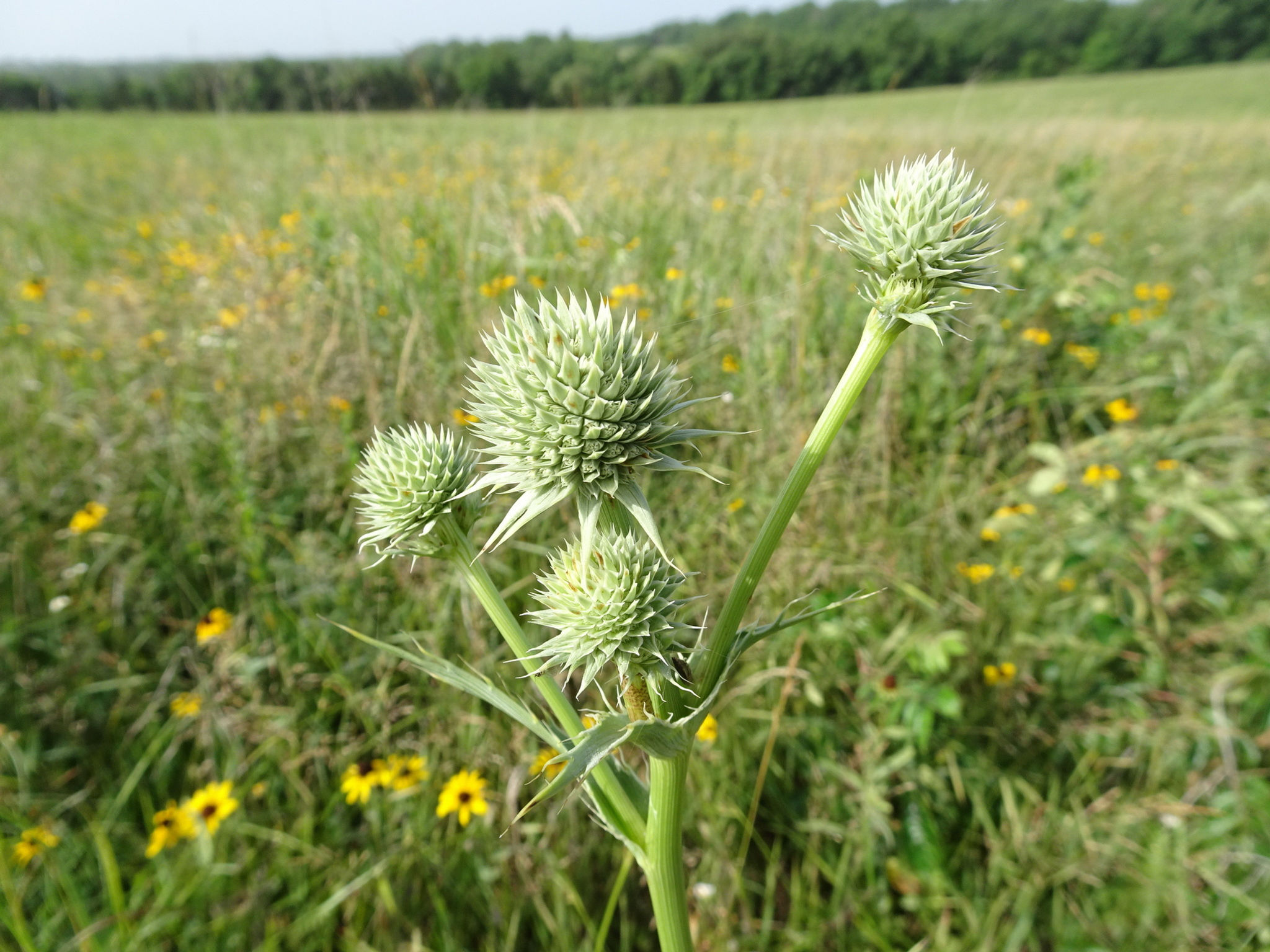 Eryngium yuccifolium, Rattlesnake Master flower umbels