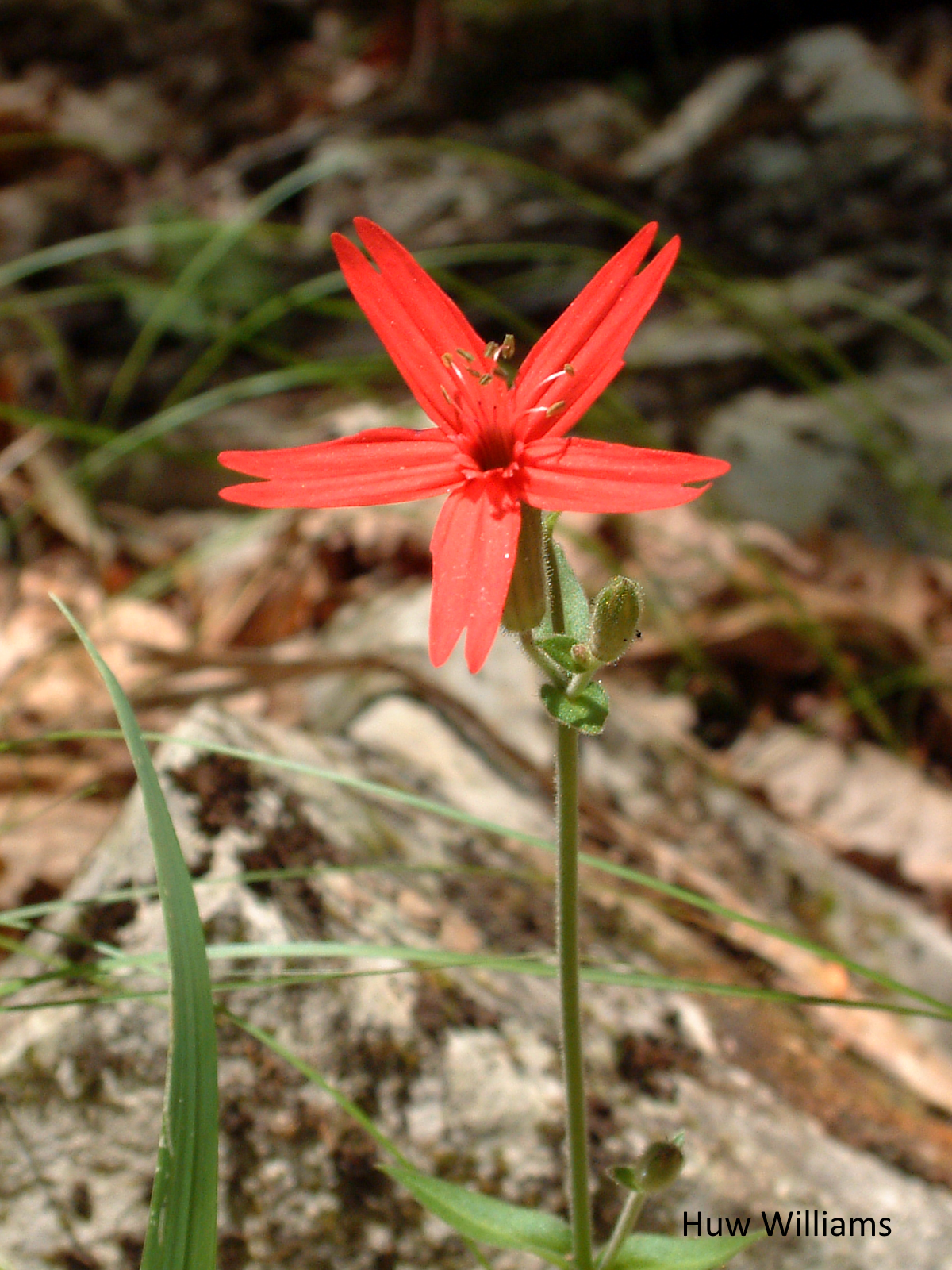 Silene virginica, Fire Pink flowers