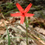 Thumbnail: Silene virginica, Fire Pink flowers