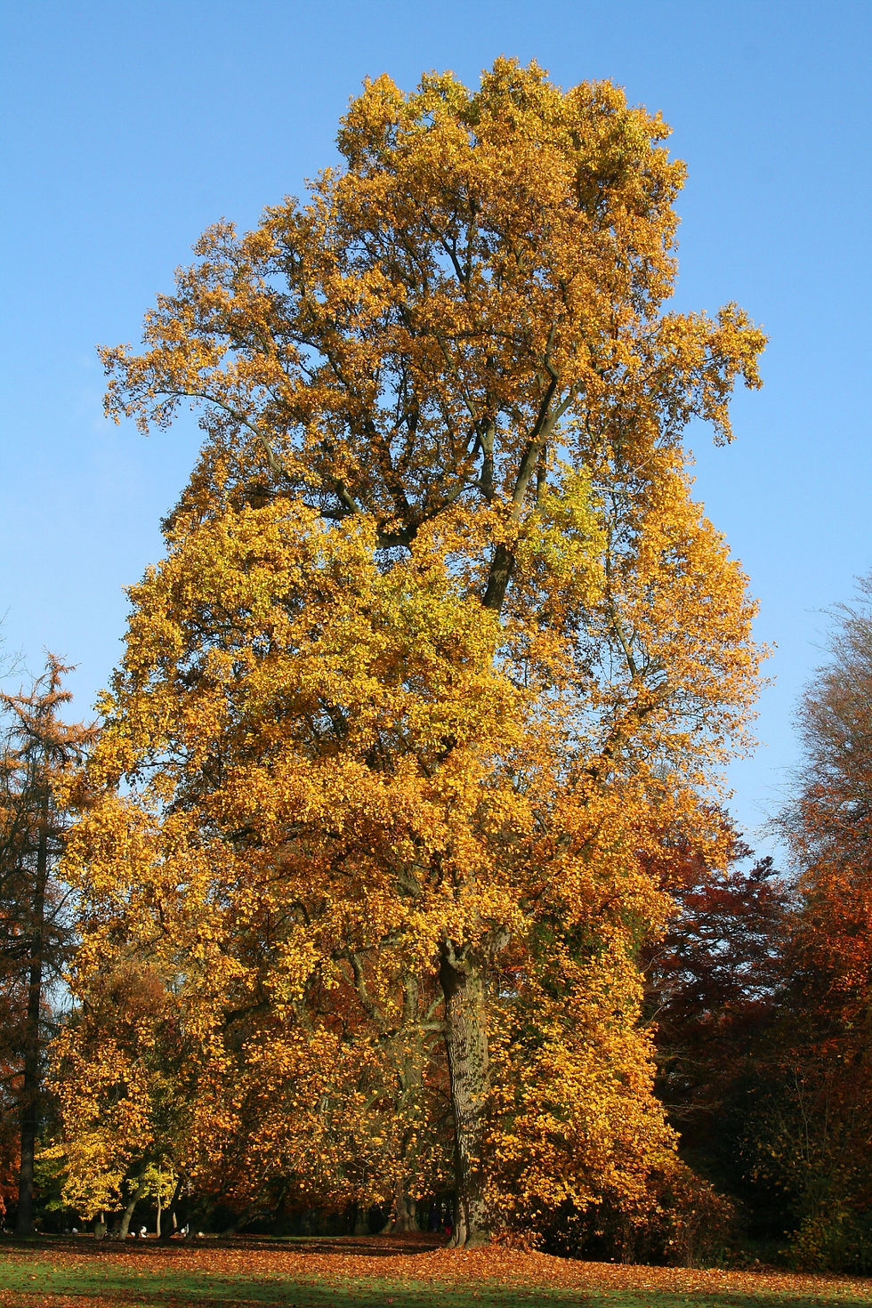 Thumbnail: Liriodendron tulipifera, Tulip Poplar autumn foliage