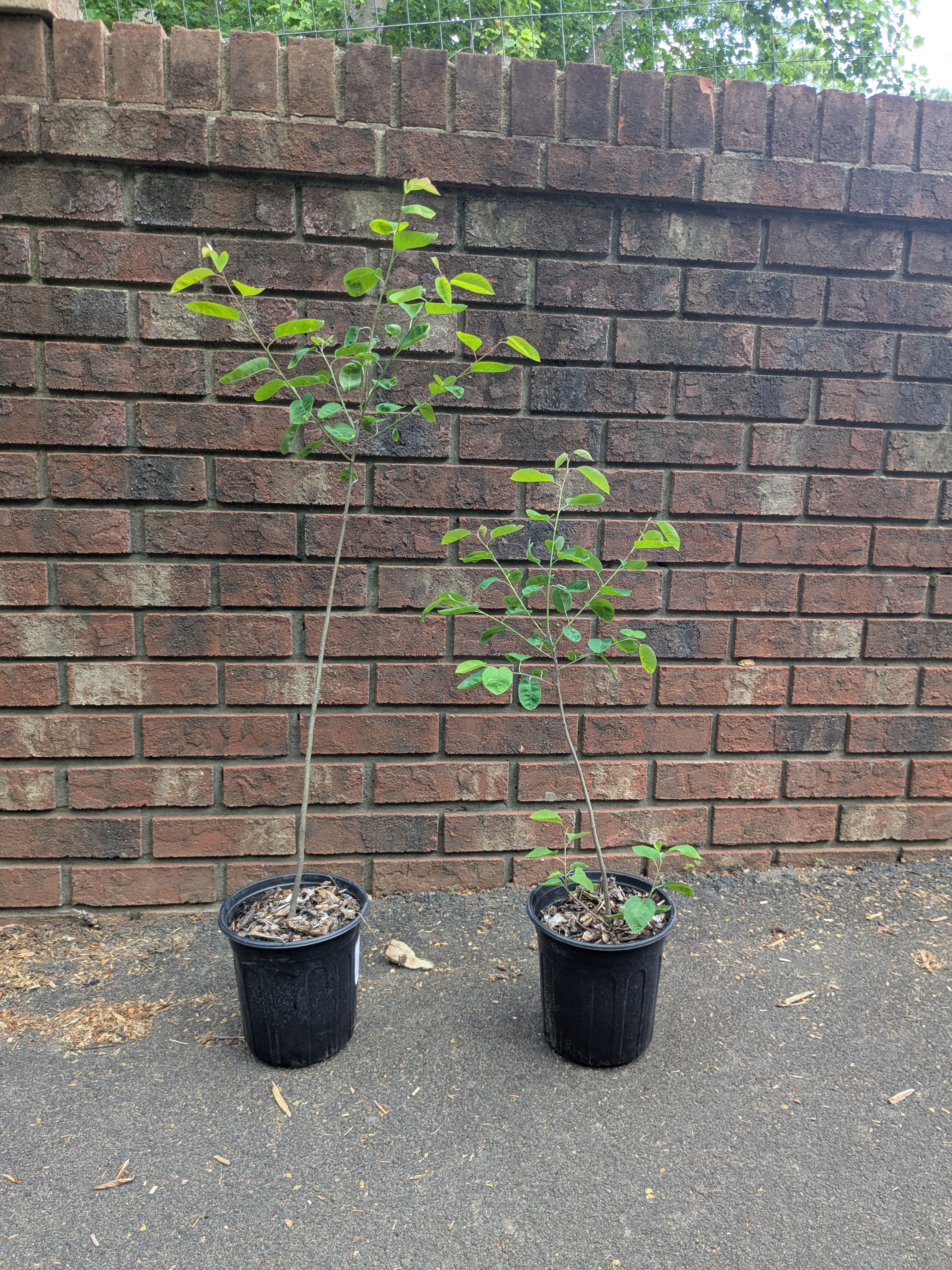 Amelanchier arborea, Downy Serviceberry