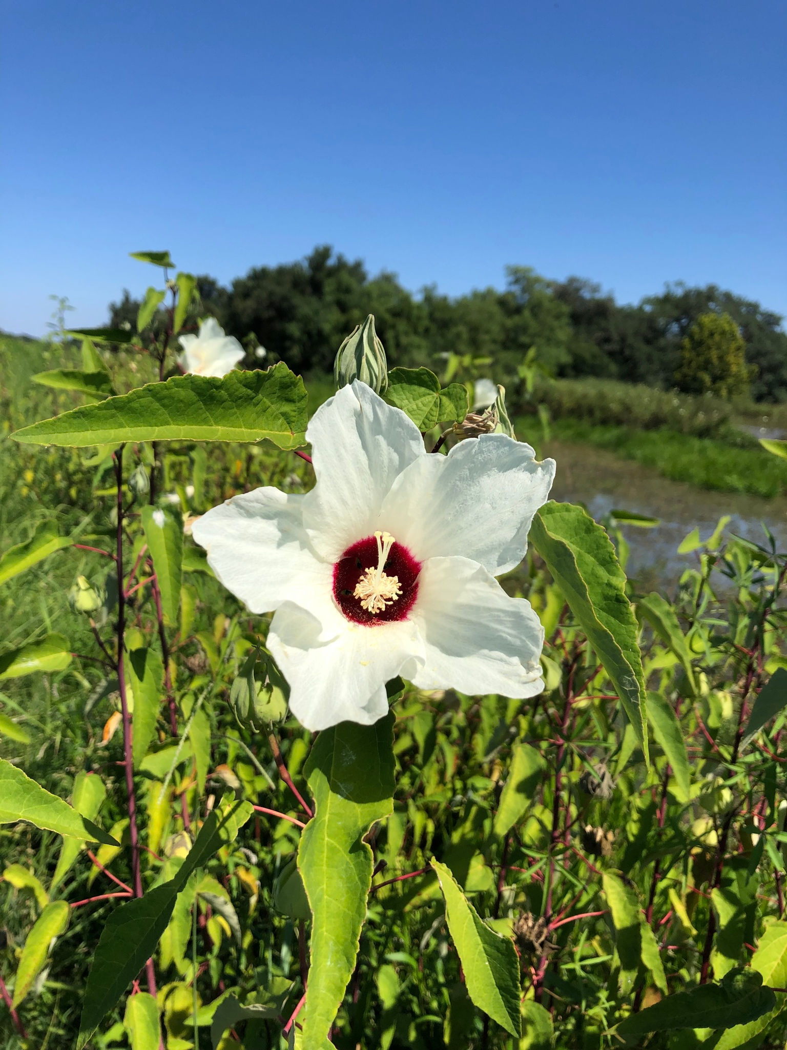 Hibiscus moscheutos, Swamp Rosemallow white flower