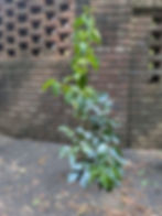 Viburnum dentatum, Arrowwood Viburnum