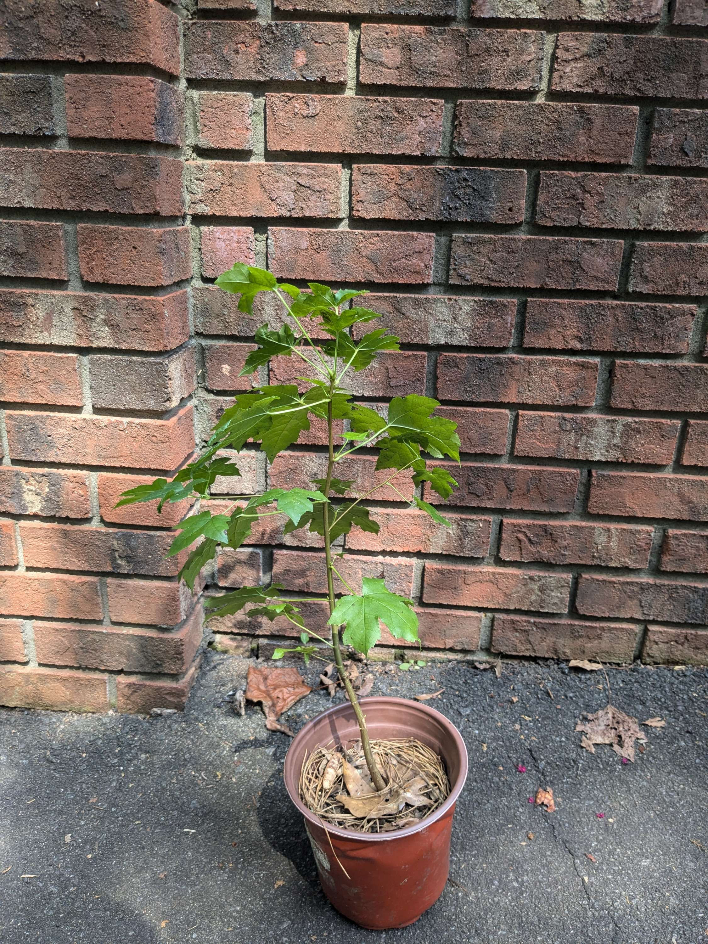 Liquidambar styraciflua, Sweetgum
