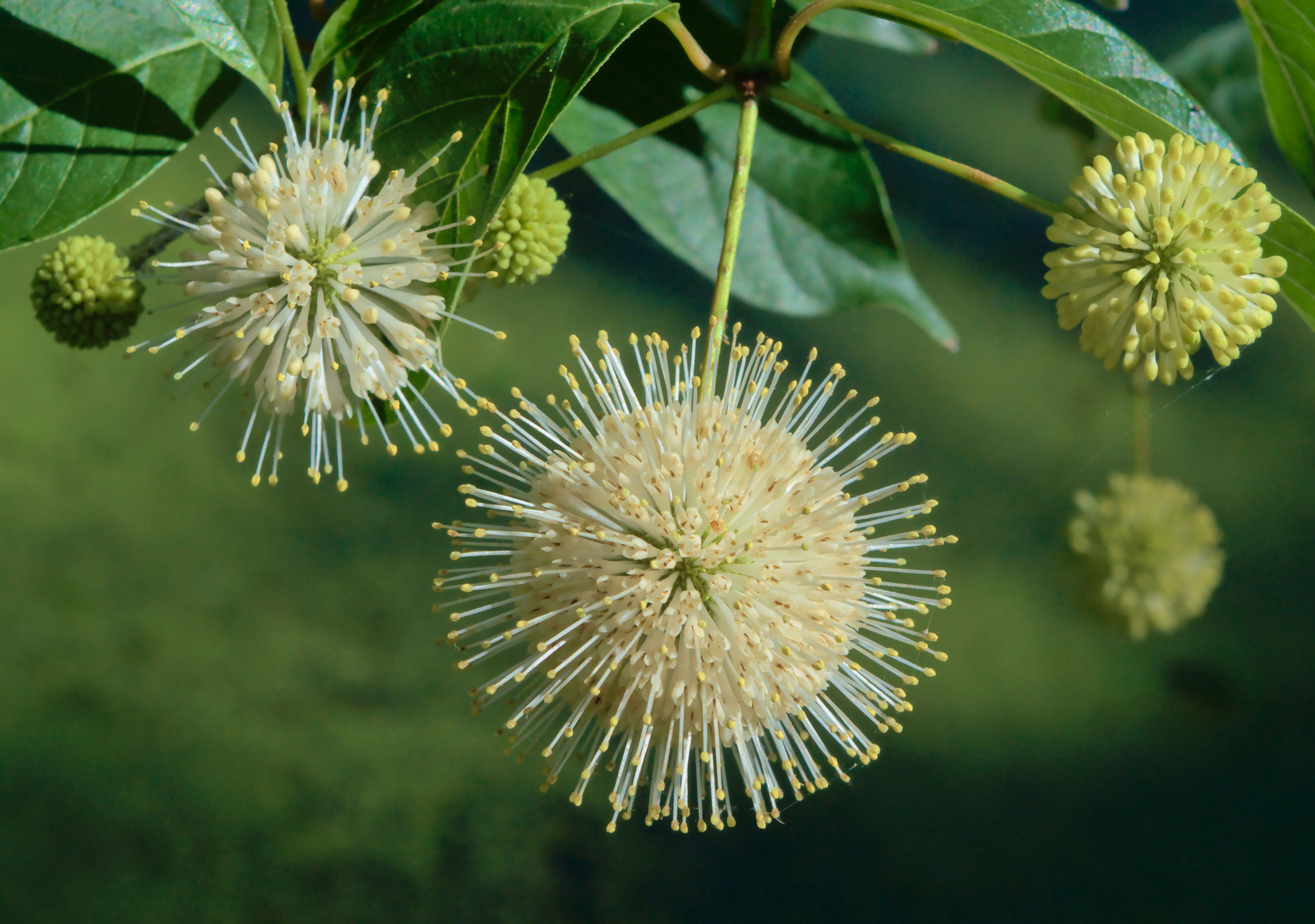 Cephalanthus occidentalis, Button Bush flowers
