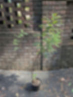 Amorpha fruticosa, False Indigo