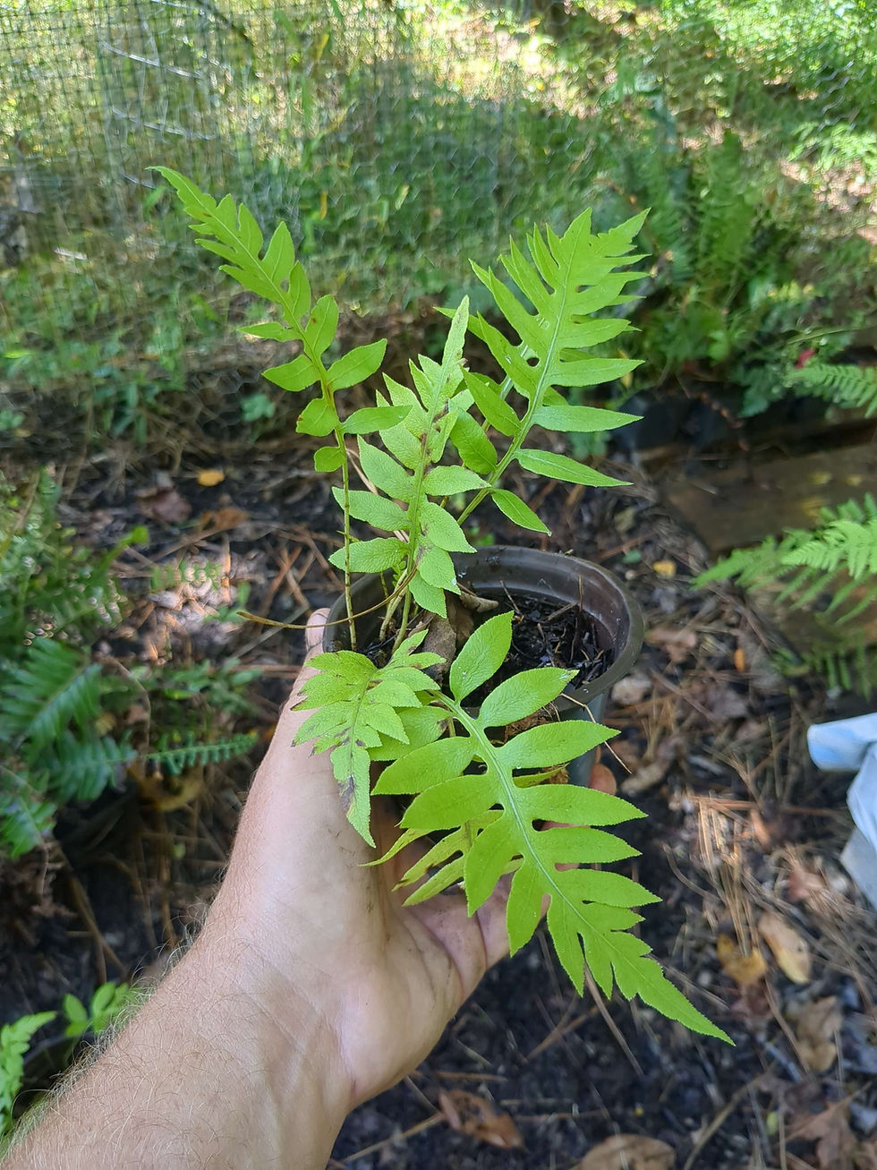 Woodwardia areolata, Netted Chain Fern