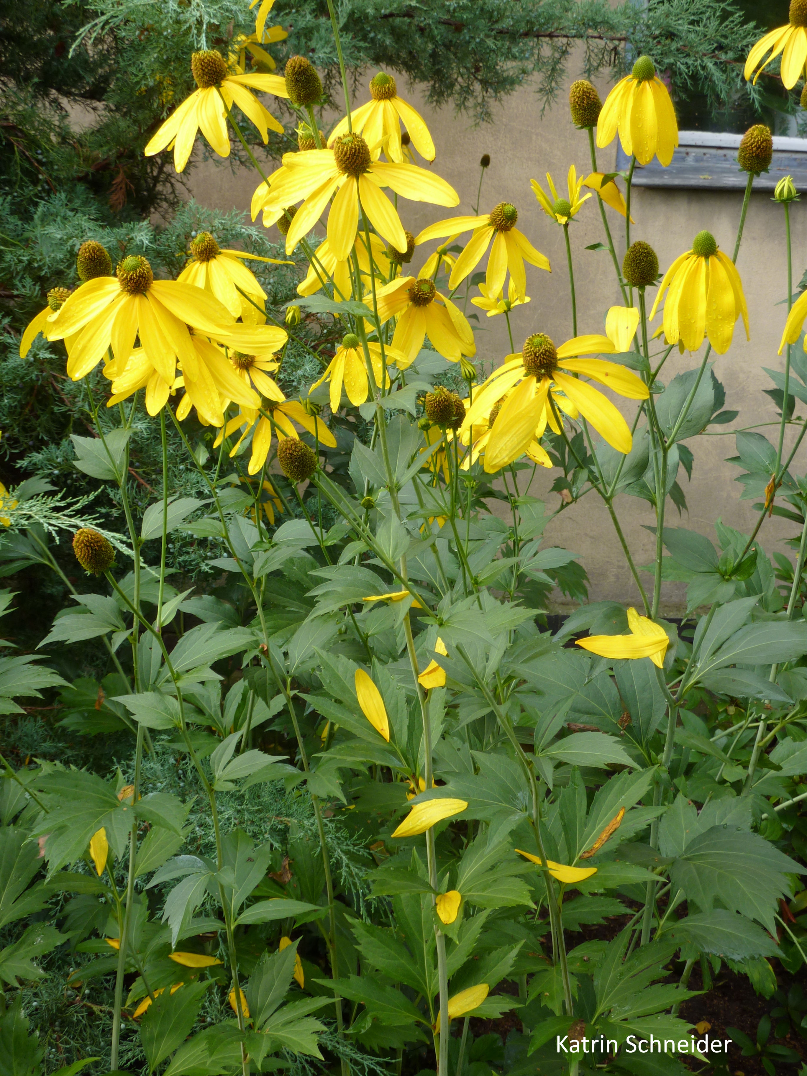 Rudbeckia laciniata, Cutleaf Coneflower
