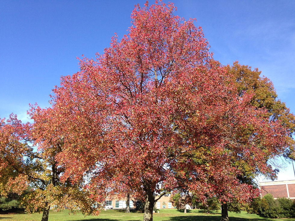 Thumbnail: Liquidambar styraciflua, Sweetgum fall foliage