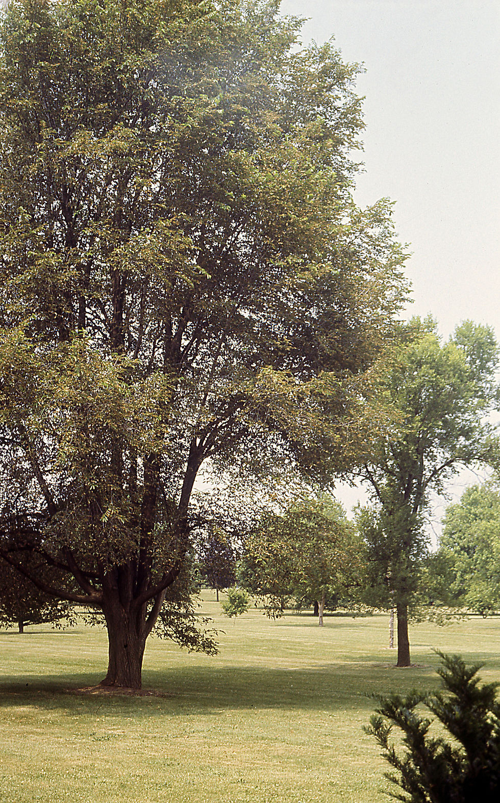 Thumbnail: Ulmus Rubra, Slippery Elm