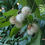 Thumbnail: Cephalanthus occidentalis, Button Bush 