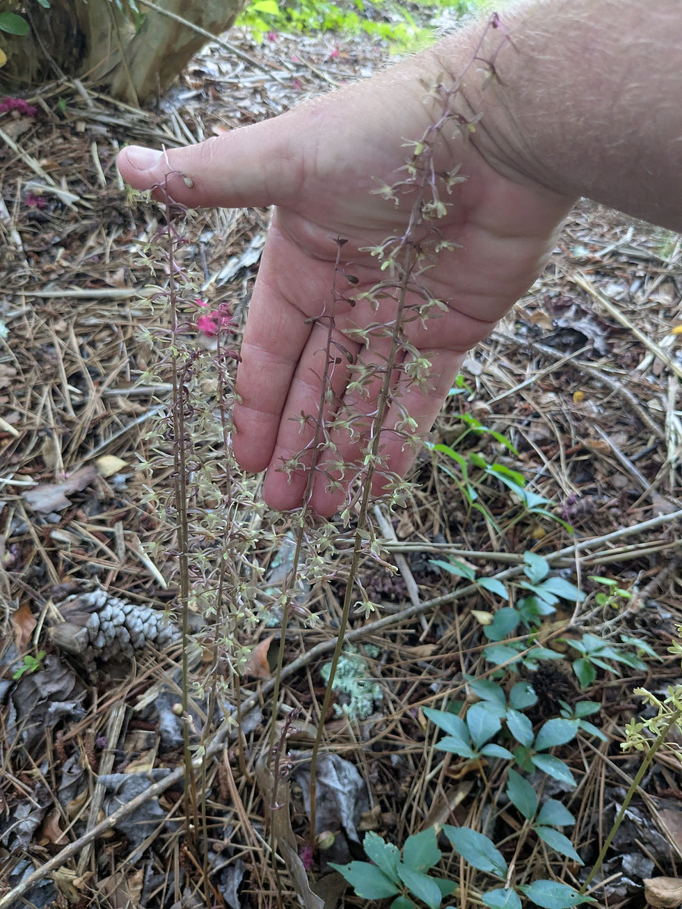 Tipularia discolor, Crane Fly Orchid flowers