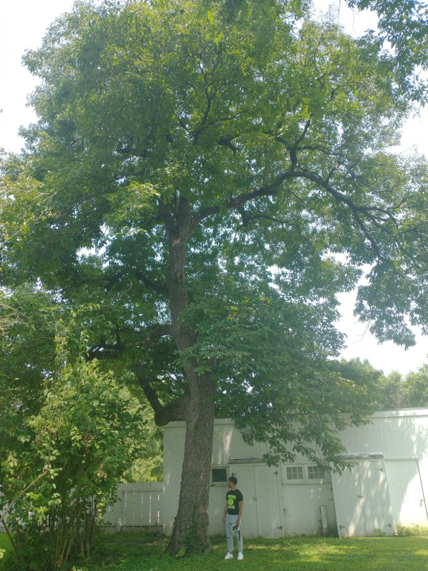 Thumbnail: Diospyros virginiana, American Persimmon mature tree
