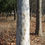 Thumbnail: Platanus occidentalis, American Sycamore trunk