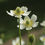 Thumbnail: Anemone virginiana, Tall Thimbleweed flowers