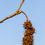 Thumbnail: Liquidambar styraciflua, Sweetgum seedpods