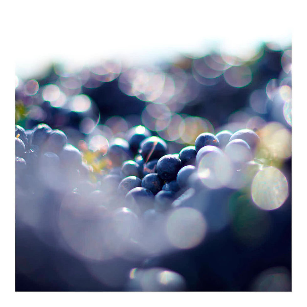 Thumbnail: Photographie d'art carrée Social Wall n°1, gros plan de raisin noir avec reflets lumineux et flou bokeh, style poétique par