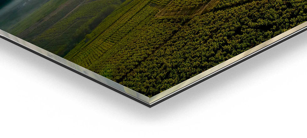 Miniature : Photographie panoramique noir et blanc d'un vignoble dans la brume matinale pendant les vendanges en Beaujolais, collection I