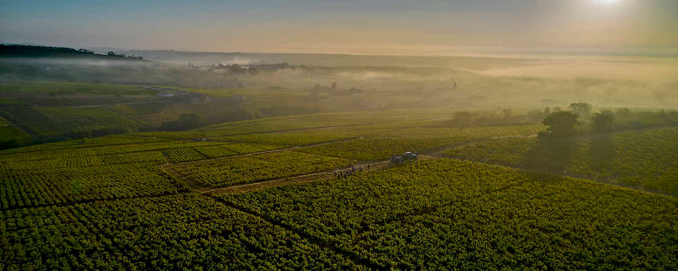 Photographie panoramique noir et blanc d'un vignoble dans la brume matinale pendant les vendanges en Beaujolais, collection I