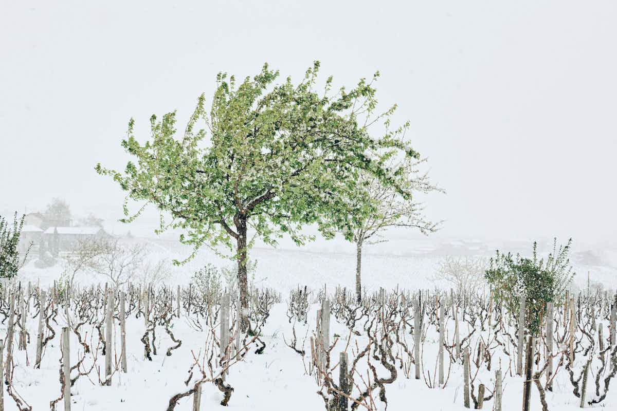 Photographie d'art Une Cerise en Hiver, cerisier vert et blanc sous la neige dans les vignes du Beaujolais, style épuré et po