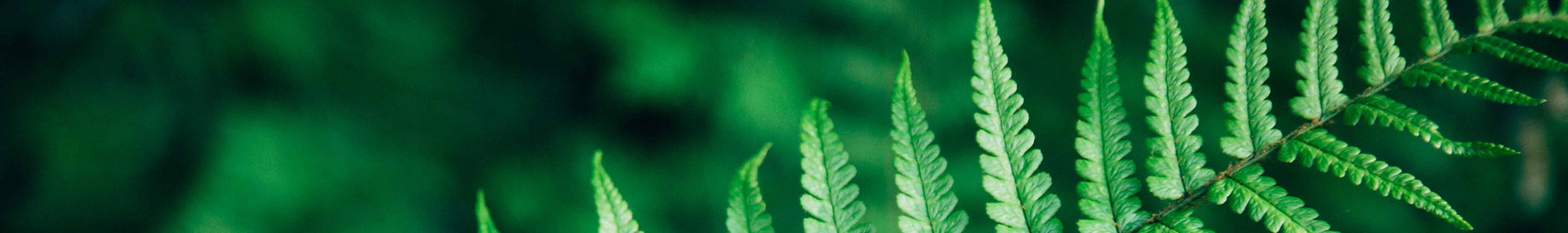Fern leaf