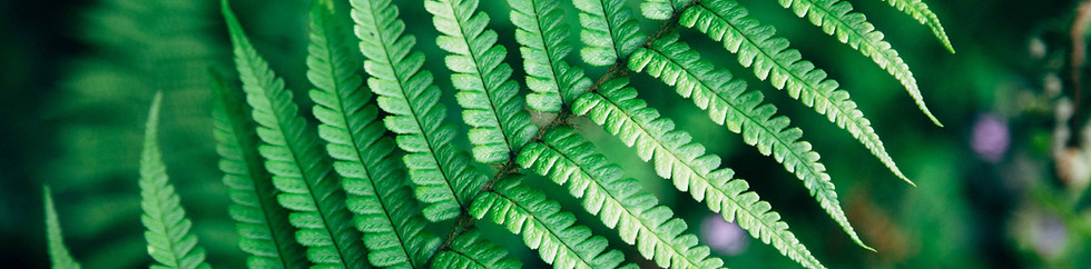 Fern leaf