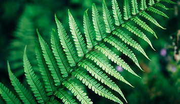 Fern leaf