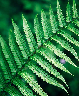 Fern leaf