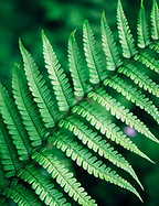 Fern blad