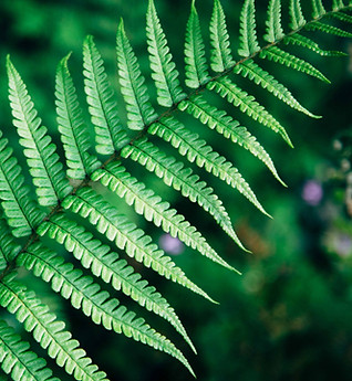 Fern leaf
