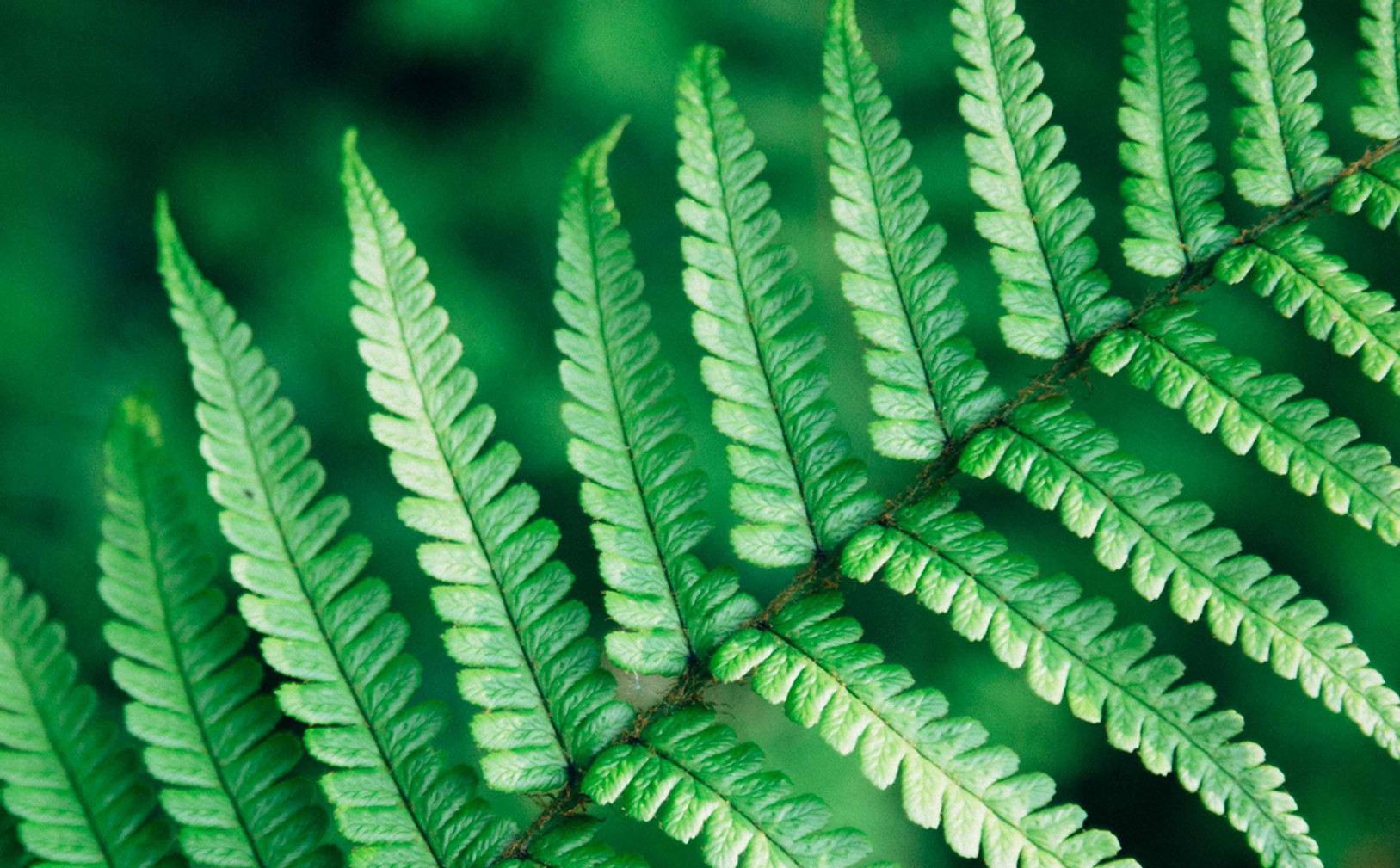 Fern picture