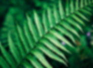 Fern leaf
